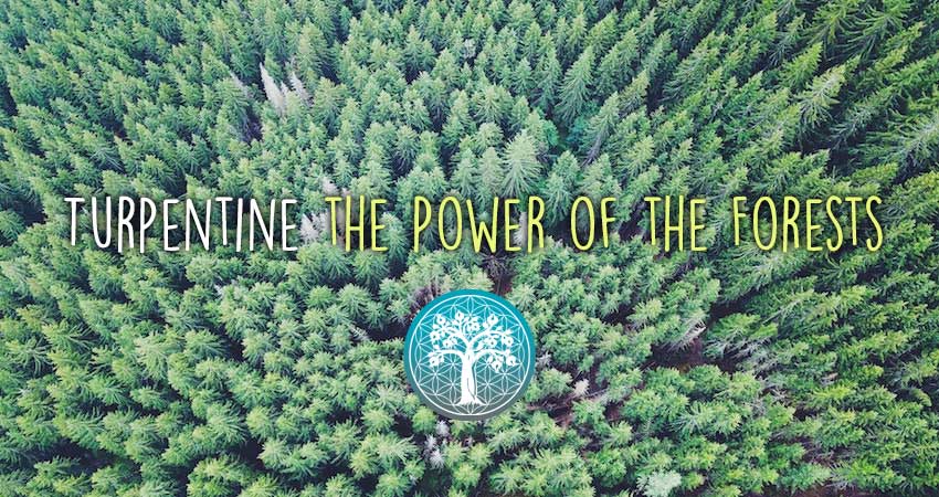 Ancient Purity – wholesale Essential oil – Turpentine Essential Oil - 100ml | Organic from Portugal 5