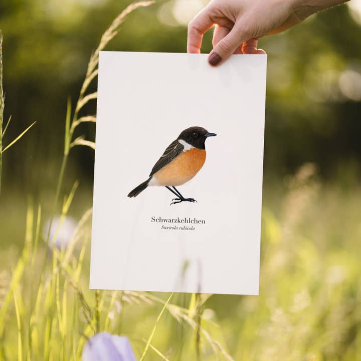 Terillu - Wholesale Poster - Stonechat Print – Bird Drawing A41
