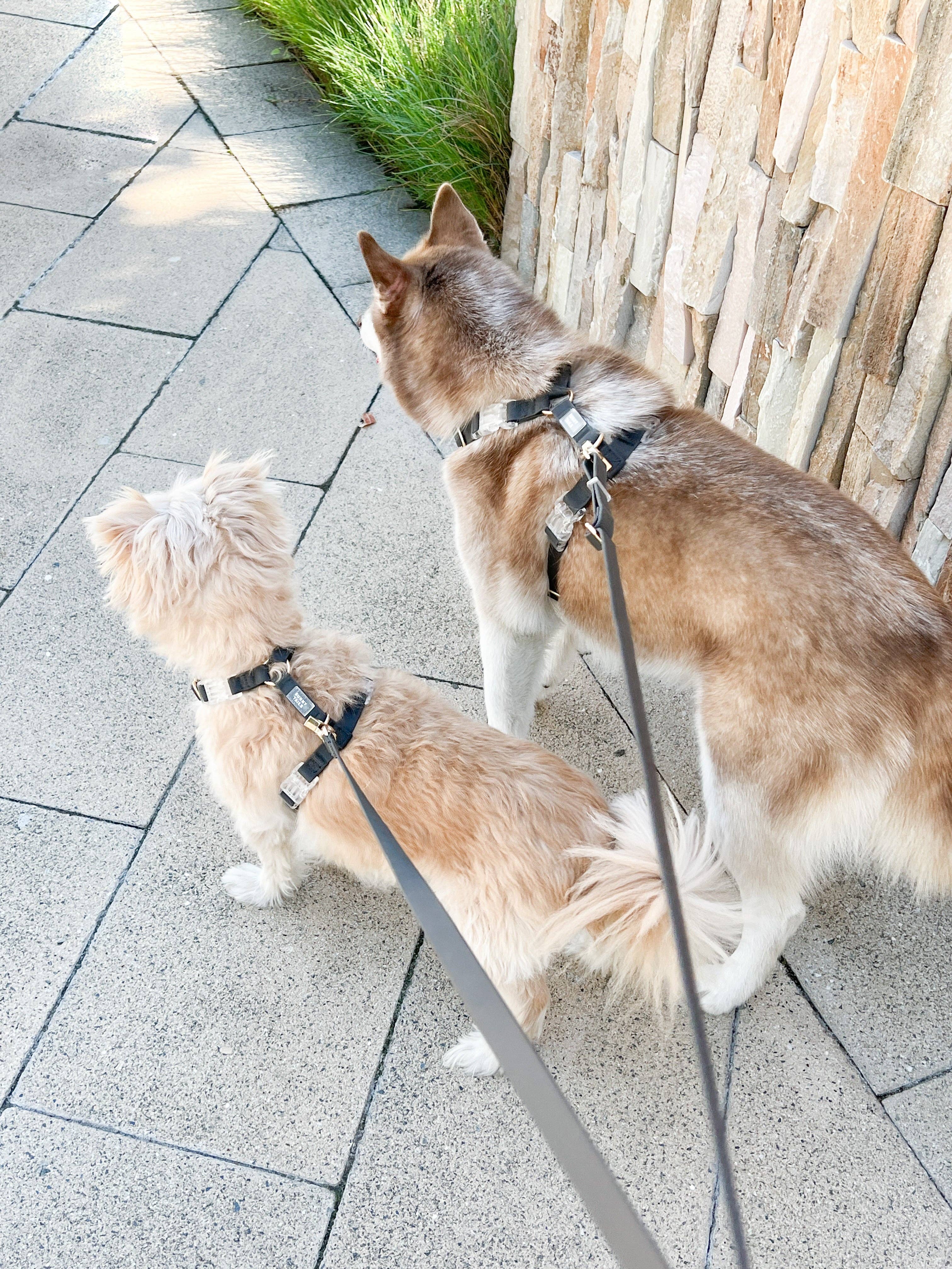 SUNNY TAILS - Venta al por mayor Arnés - Perros - Arnés para perro Ember Black Cloud Lite14