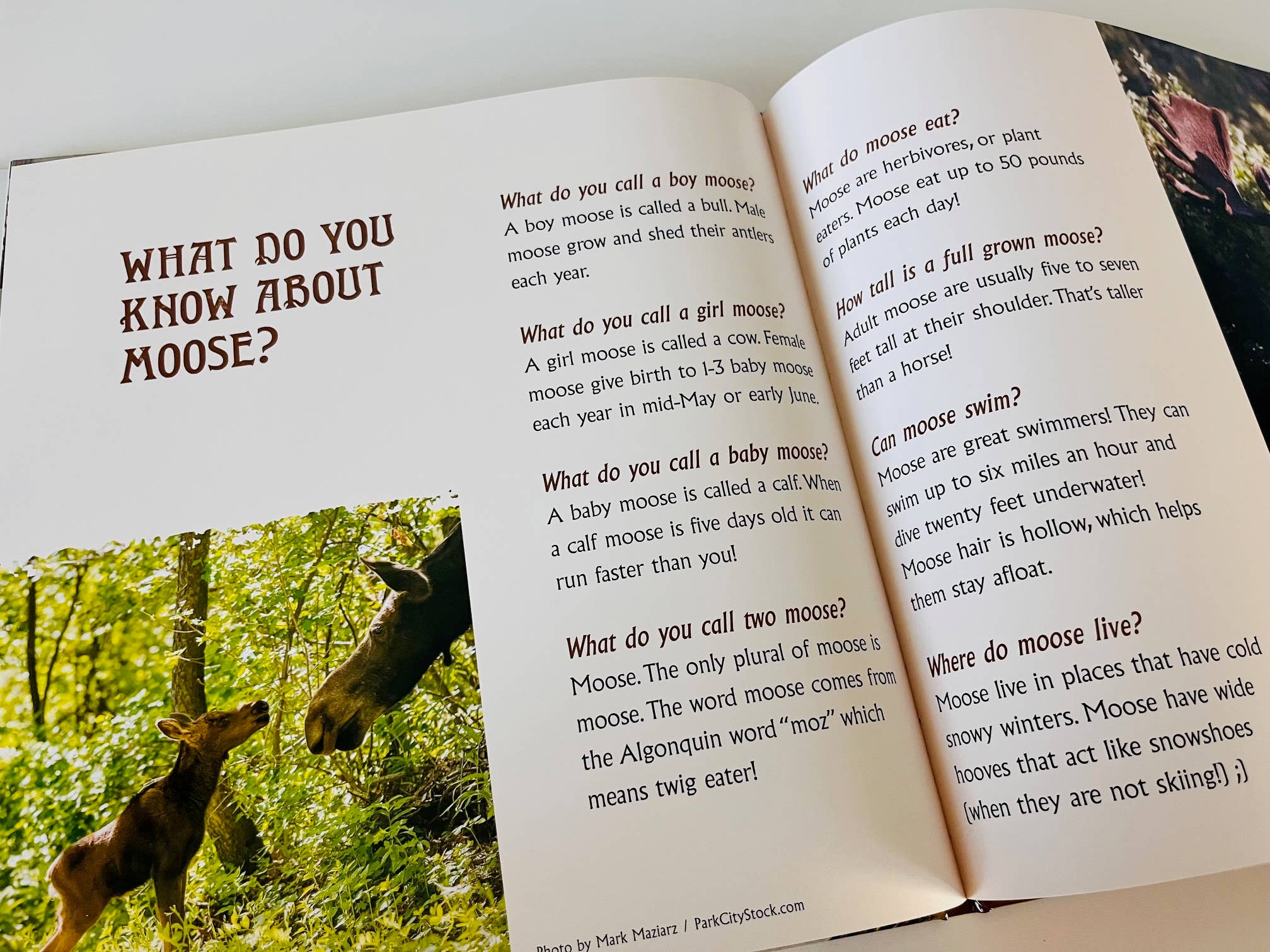 Gilbert The Moose - Rick Pieros Photography - Vendita all'ingrosso Preschool Book (3-5) - Gilbert the Moose Loses His Antlers - libro per bambini9