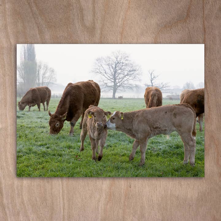 Carte postale : Eye0451 : vaches, vaches, Limousin, troupeau, brouillard matinal pour la vente par eye-comm