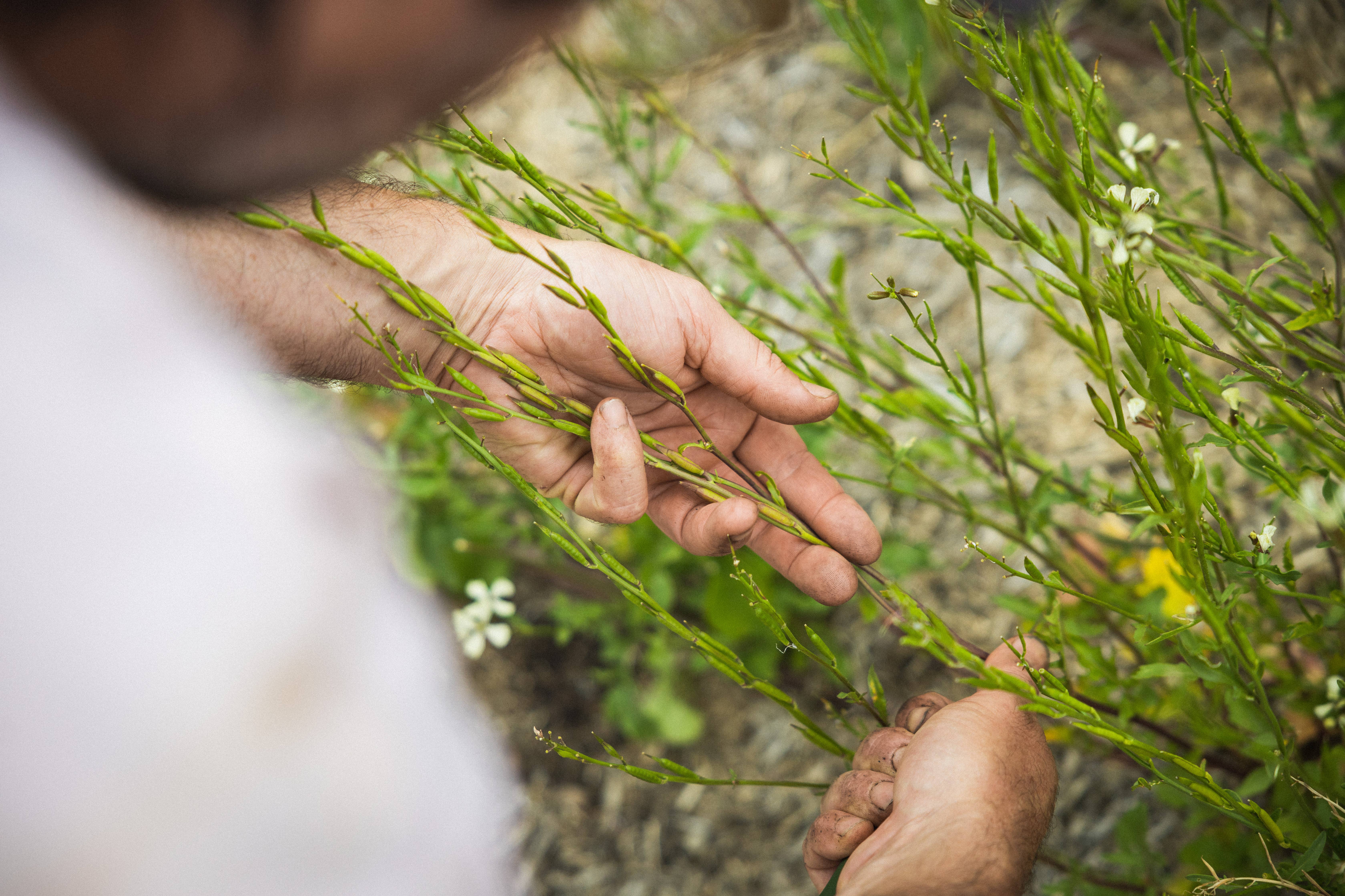 Little Veggie Patch Co – Großhandel Pflanzensamen – Saatgutsparer2