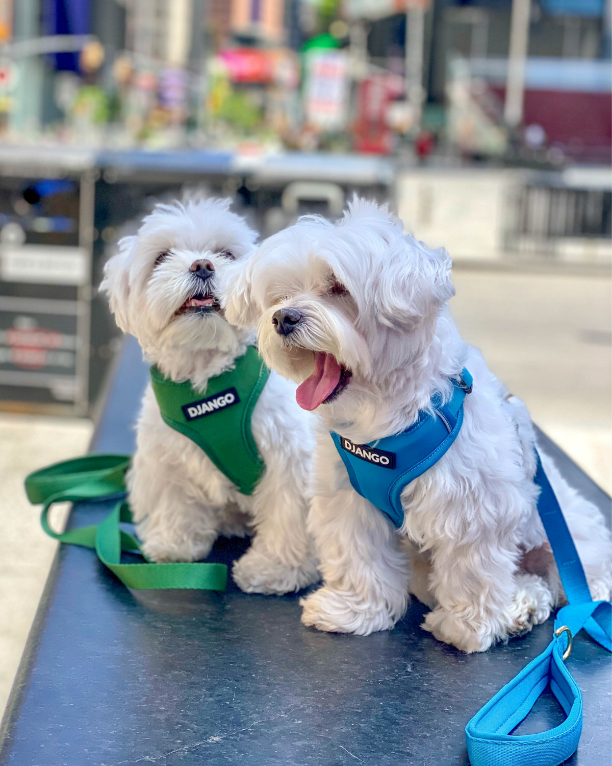 DJANGO - Wholesale Pet Leash - Dog - Adventure Dog Leash - Pacific Blue5