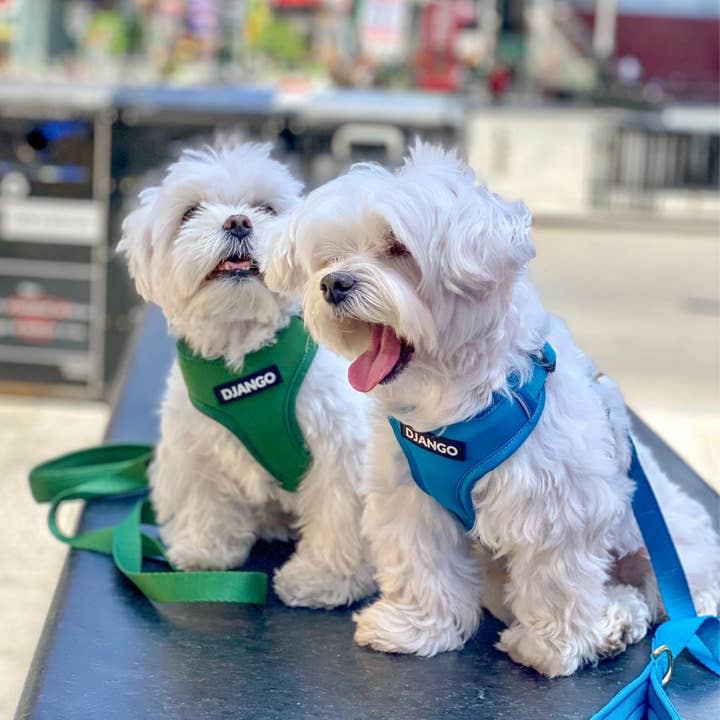 DJANGO - Wholesale Pet Leash - Dog - Adventure Dog Leash - Pacific Blue5