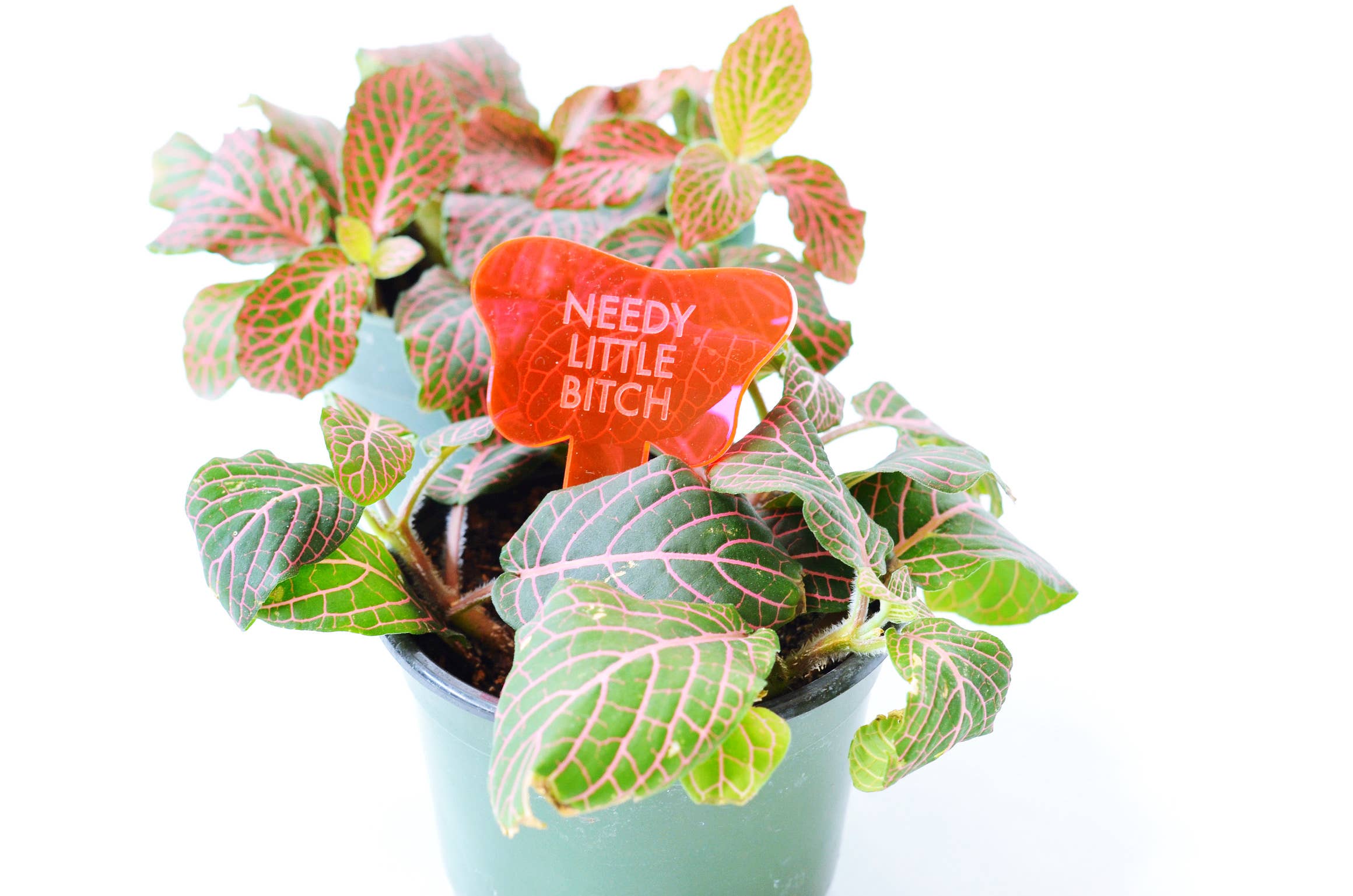 Tuff Girl Gang - Wholesale Plant Pot - NEEDY LITTLE BITCH Plant Stake5