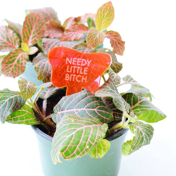 Tuff Girl Gang - Wholesale Plant Pot - NEEDY LITTLE BITCH Plant Stake5