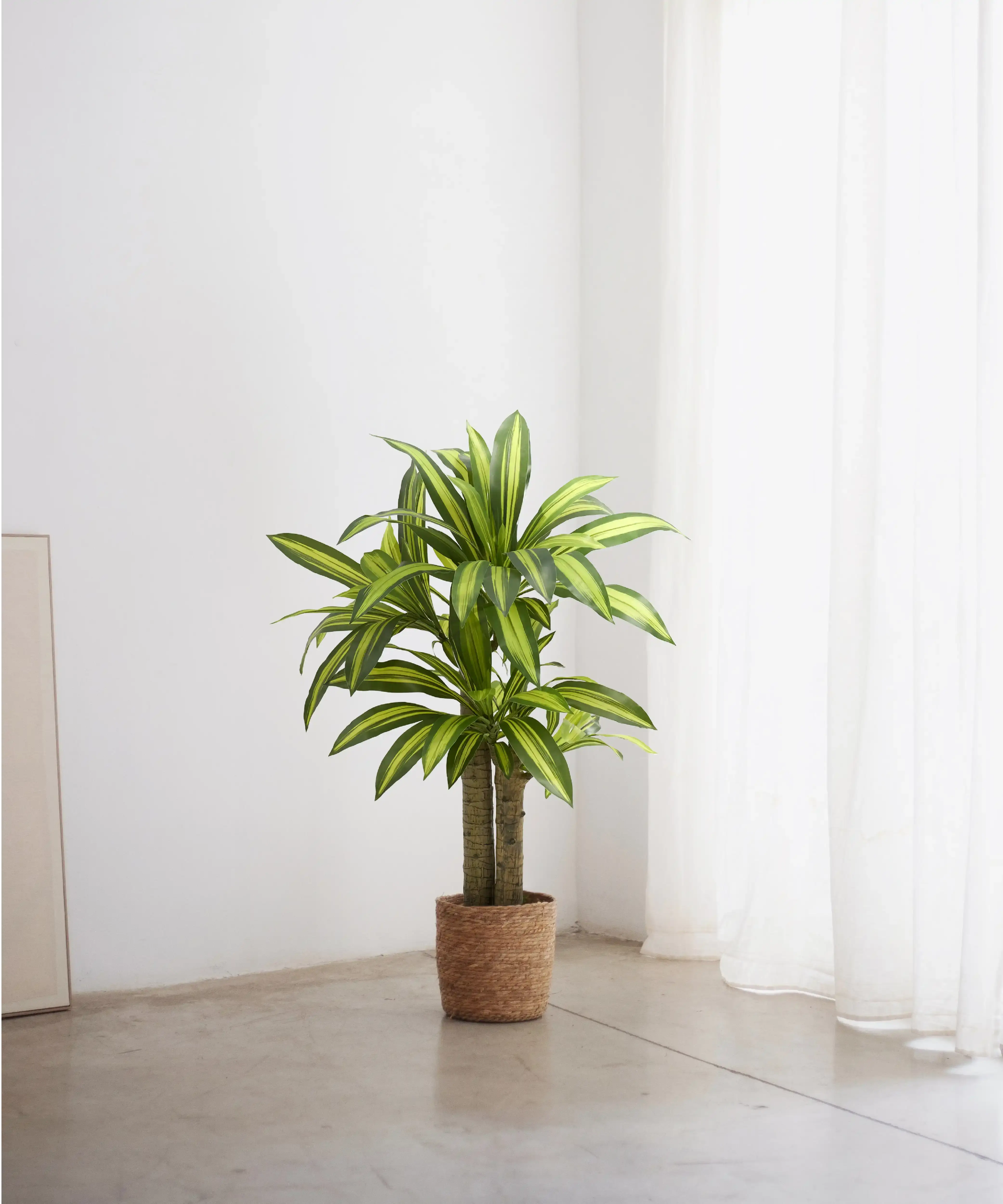 Maia Shop: No Duties for the US - Wholesale Artificial Plant - 4' Artificial Dracaena Tree1