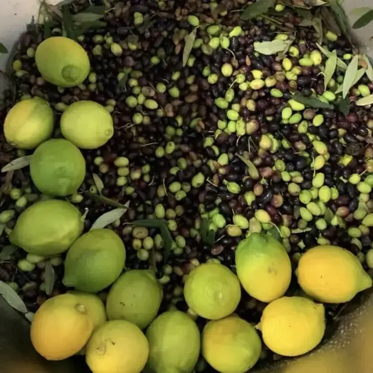 Bio Orto Società Cooperativa Agricola - Wholesale Olive Oil - Organic lemon aromatic - 100ml2