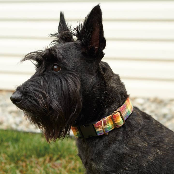 Primitives by Kathy - Wholesale Pet Collar - Dog - Rainbow Plaid Dog Collar6