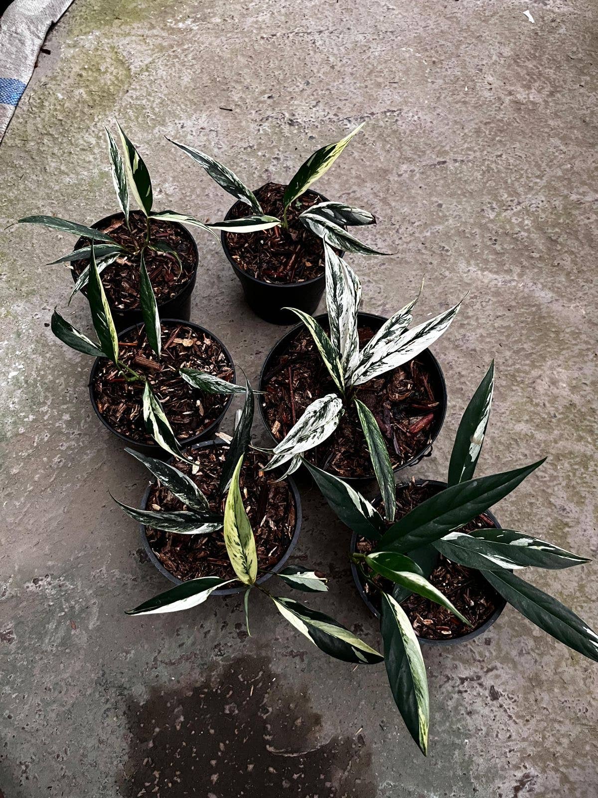 OrchidBox - Vendita all'ingrosso Piante vive - Rhaphidophora lobbii variegata Schott | Pianta d'appartamento rara