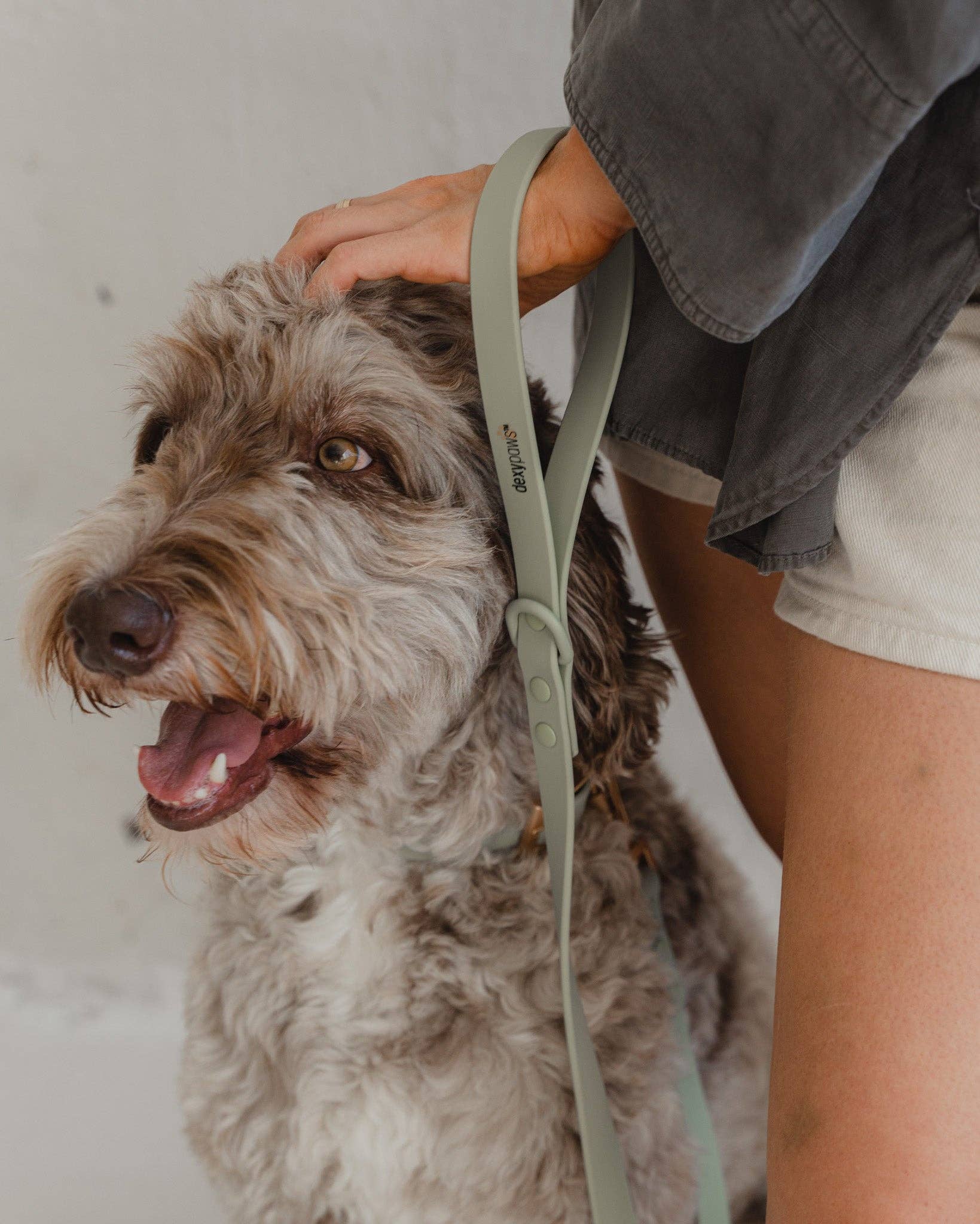 dexypaws – trela - Cão por atacado – Guia impermeável para cães em verde sálvia2