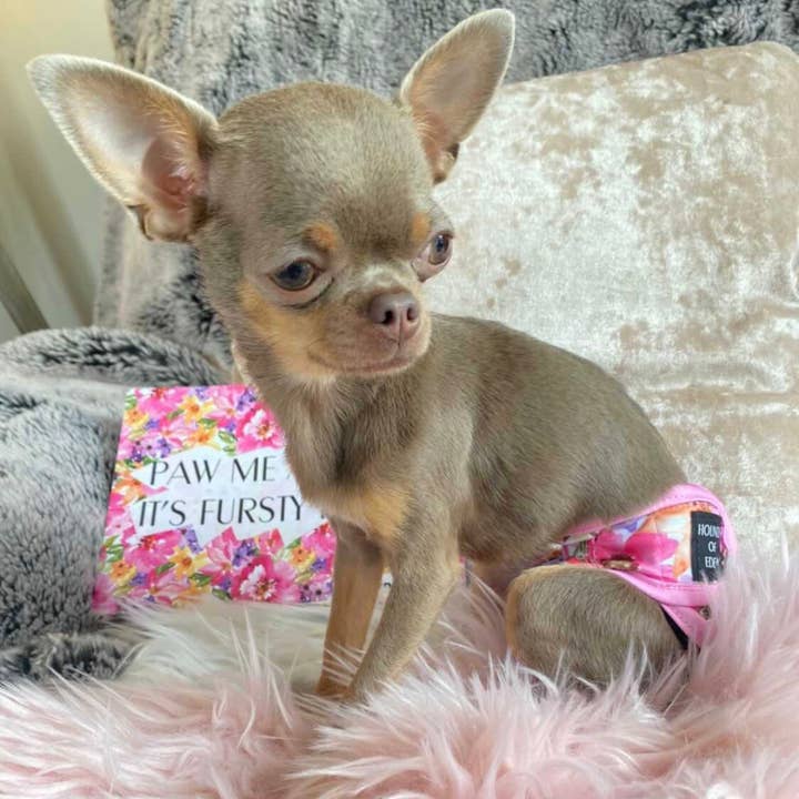 Hounds of Eden - Wholesale Pet Diaper - Dog - 'Florentina' - Dog Season Hygiene Panties6