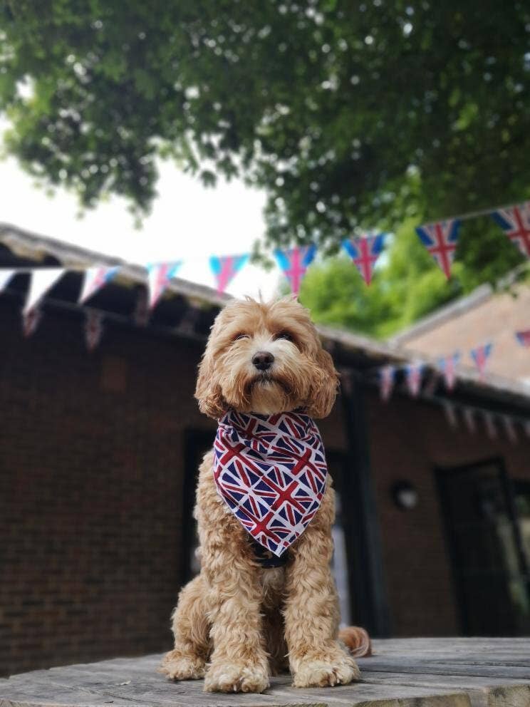 Pet Pooch Boutique - Vente Bandana – chien - Bandana à nouer pour chien/chiot Union Jack - Fait main9