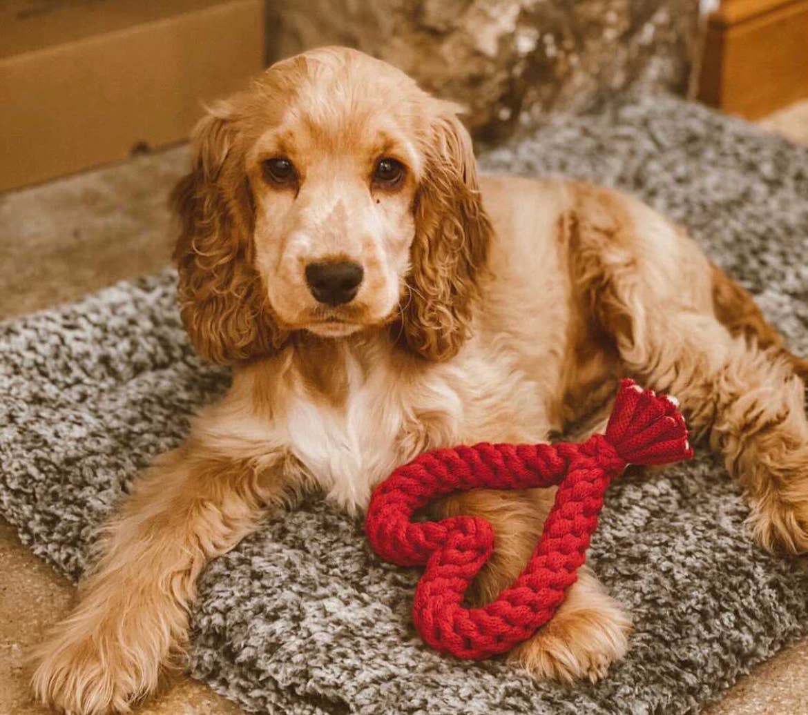 Muttsie UK – wholesale Pet chew toy – Dog – Christmas Dog Toys2