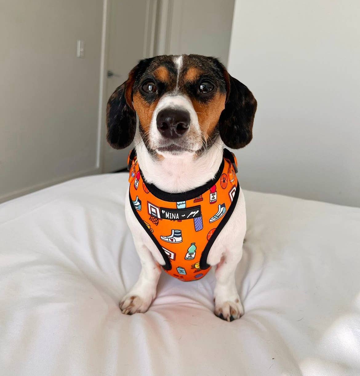 Mina + Pup - Wholesale Pet Harness - Dog - Got Game? Basketball and Sports Adjustable Dog Cat Harness7