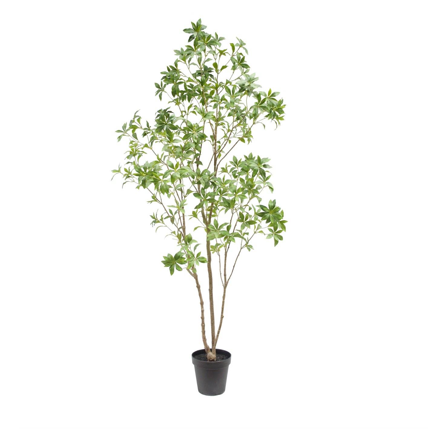 CG Hunter - Wholesale Artificial Plant - 7' Artificial Laurel Tree1