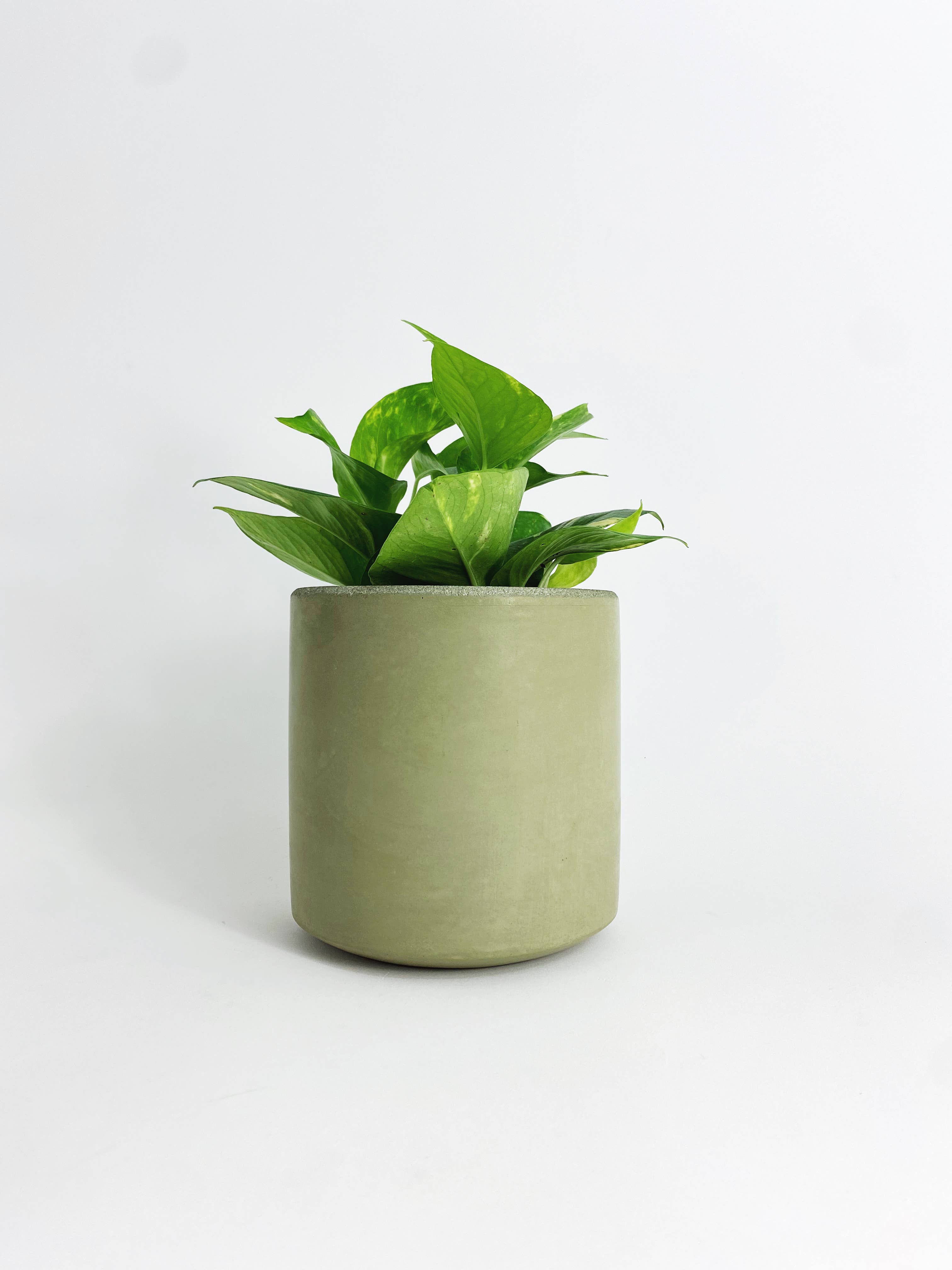 Settlewell - Wholesale Plant Pot - 6" Straight Sided Concrete Pot /  17 Colors10