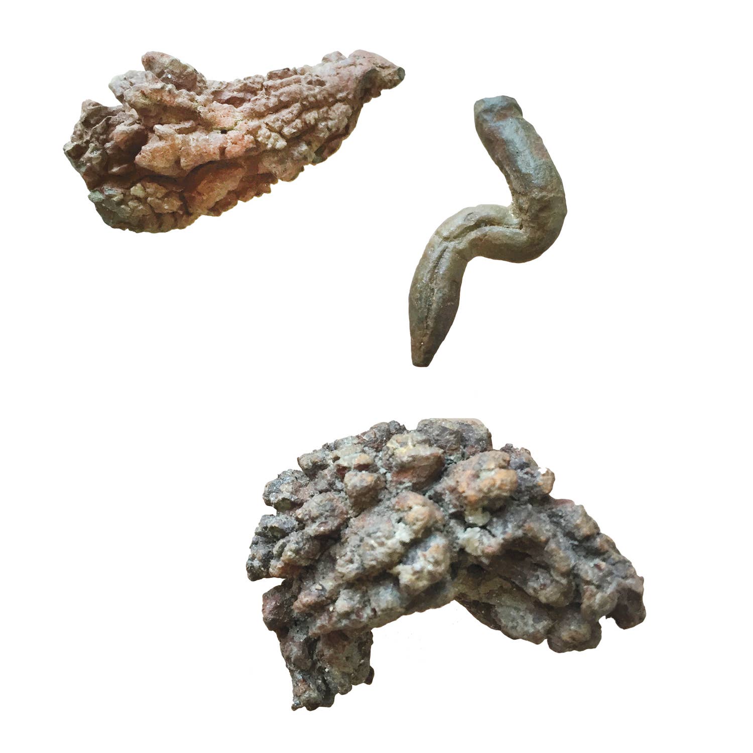 Copernicus Toys - Wholesale Toy Set - Kids - Coprolite Fossil |
Compact Curiosities Coprolite Fossil
2