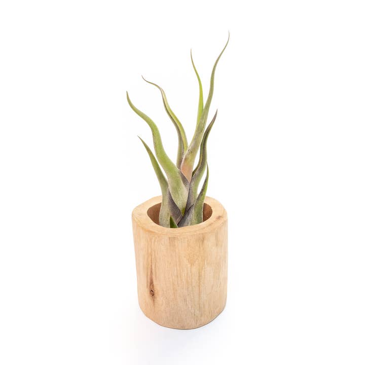 Air Plant Shop - Wholesale Live Plant - Large Driftwood Containers with Custom Tillandsia Air Plant