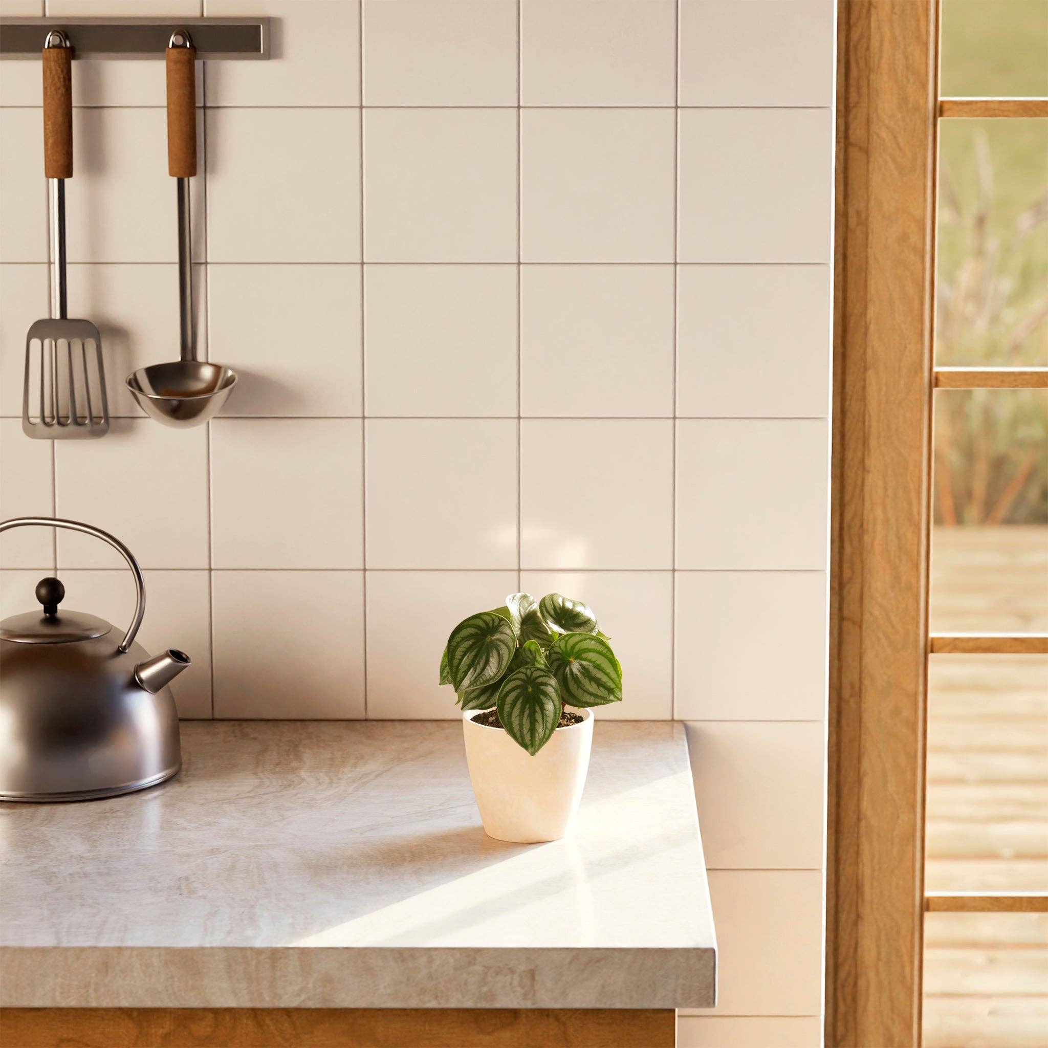 Lively Root - Wholesale Live Plant - Watermelon Peperomia9