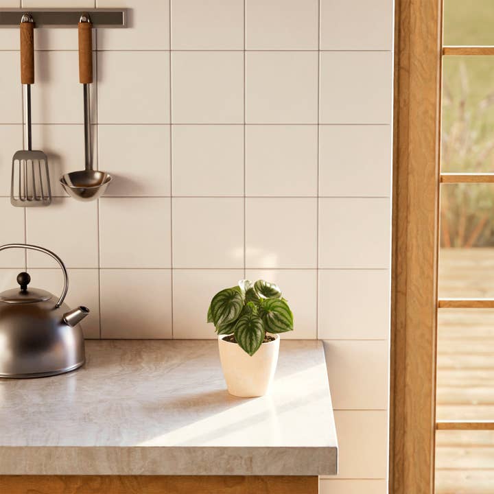 Lively Root - Wholesale Live Plant - Watermelon Peperomia9