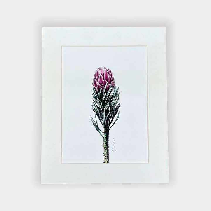 Protea Aristata Flower 8x10 Matted Print for wholesale by Elena Johnson Art