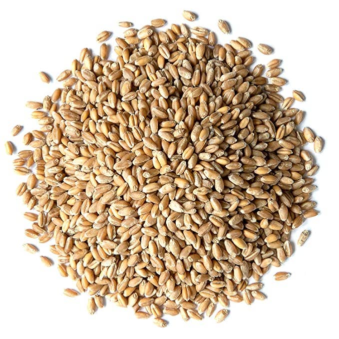 Food To Live - Wholesale Plant Seeds - Wheat Berries — Sprouting for Wheatgrass, Kosher, Raw, Vegan1