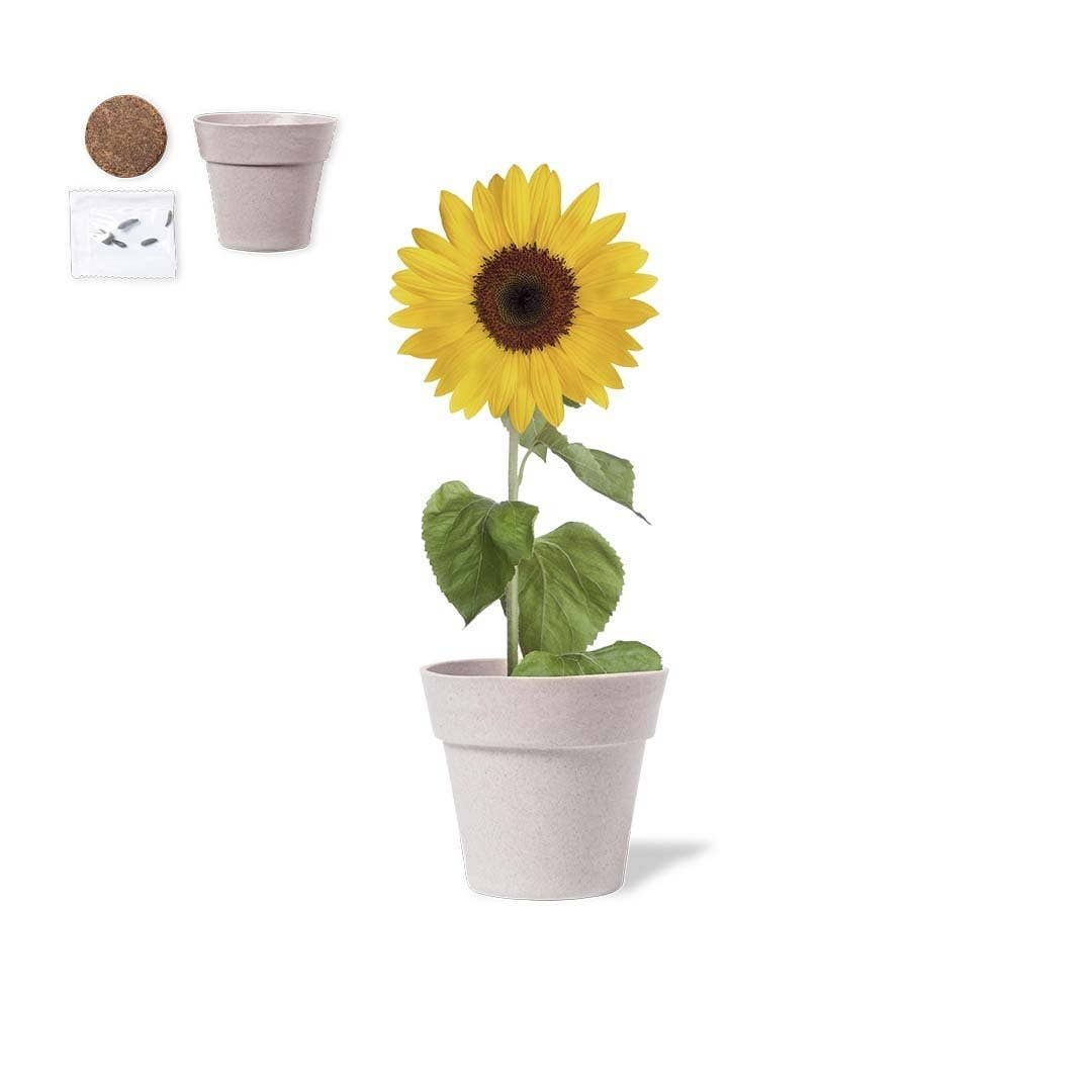 Ekoobou - Vente Graines de plantes - Set de culture tournesol Tumil1