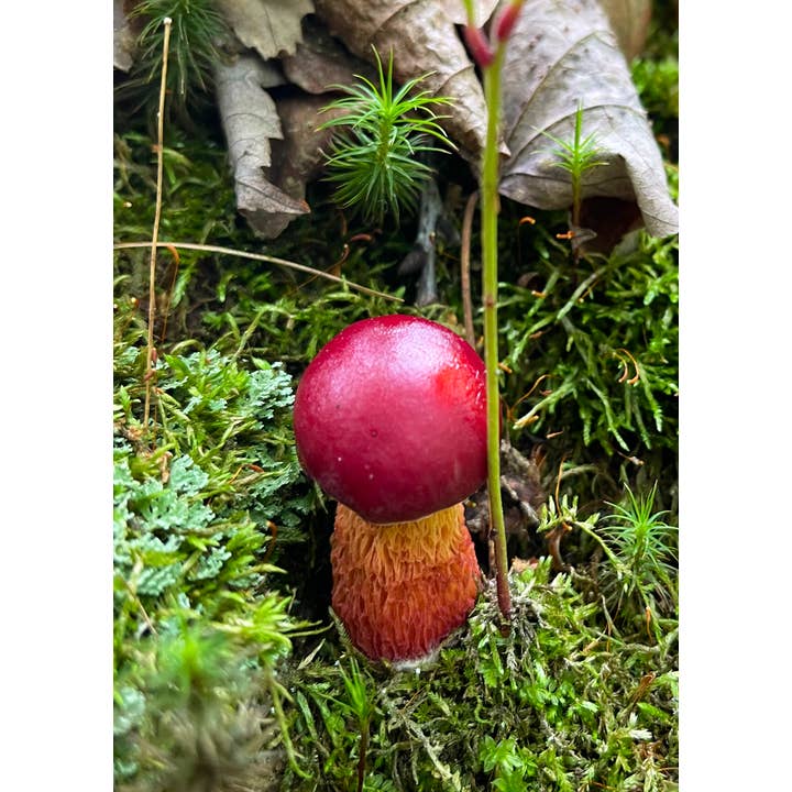 z Greeting Card Photograph Mushroom Bolete_01 for wholesale by PhotoWord Art