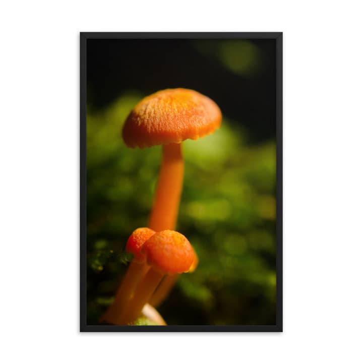 Decorazione da parete con cornice a forma di fungo botanico e naturalistico per la vendita all'ingrosso da parte di Pipa Wall Art & Home Decor