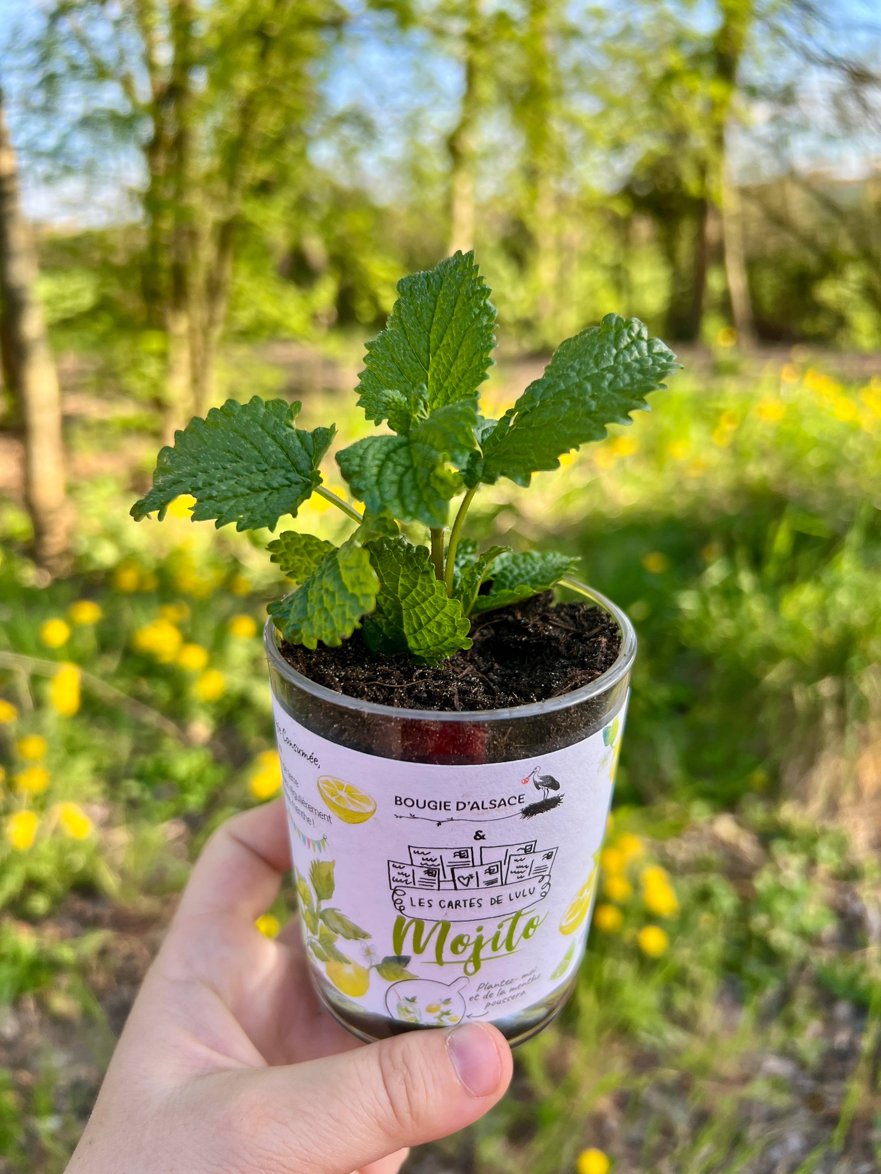 Les cartes de Lulu - Wholesale Novelty Candle - Candles to plant the cards of Lulu x Bougie d'Alsace10