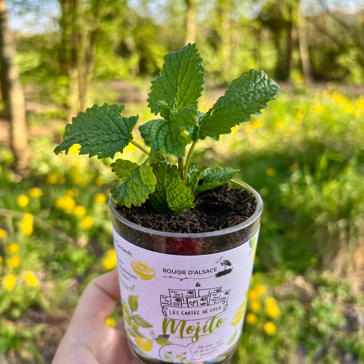 Les cartes de Lulu - Vendita all'ingrosso Candele regalo - Candele da piantare le carte di Lulu x Candela d'Alsazia10