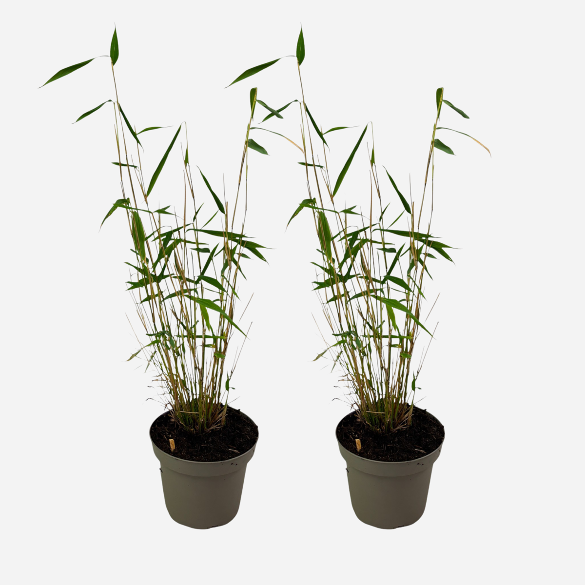 Oasis of Life - Wholesale Live Plant - Bamboo – 2 Plants – Fargesia Papyrifera ‘Blue Dragon’ – Height 30–40cm – Evergreen & Non-invasive Bamboo – Hardy to –20°C – Ideal for Garden, Terrace & Hedge – Ø13cm0