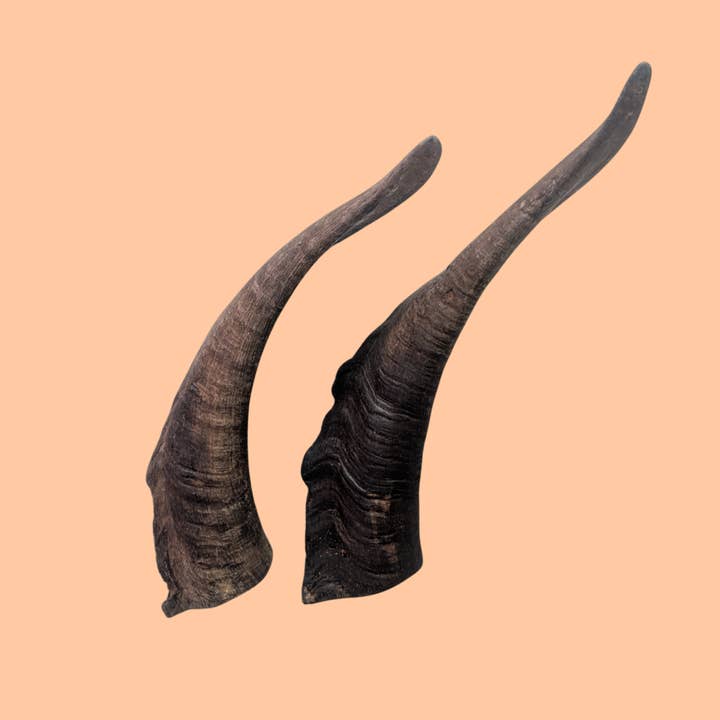 Goat horn with marrow for wholesale by Biggie's Raw Pantry