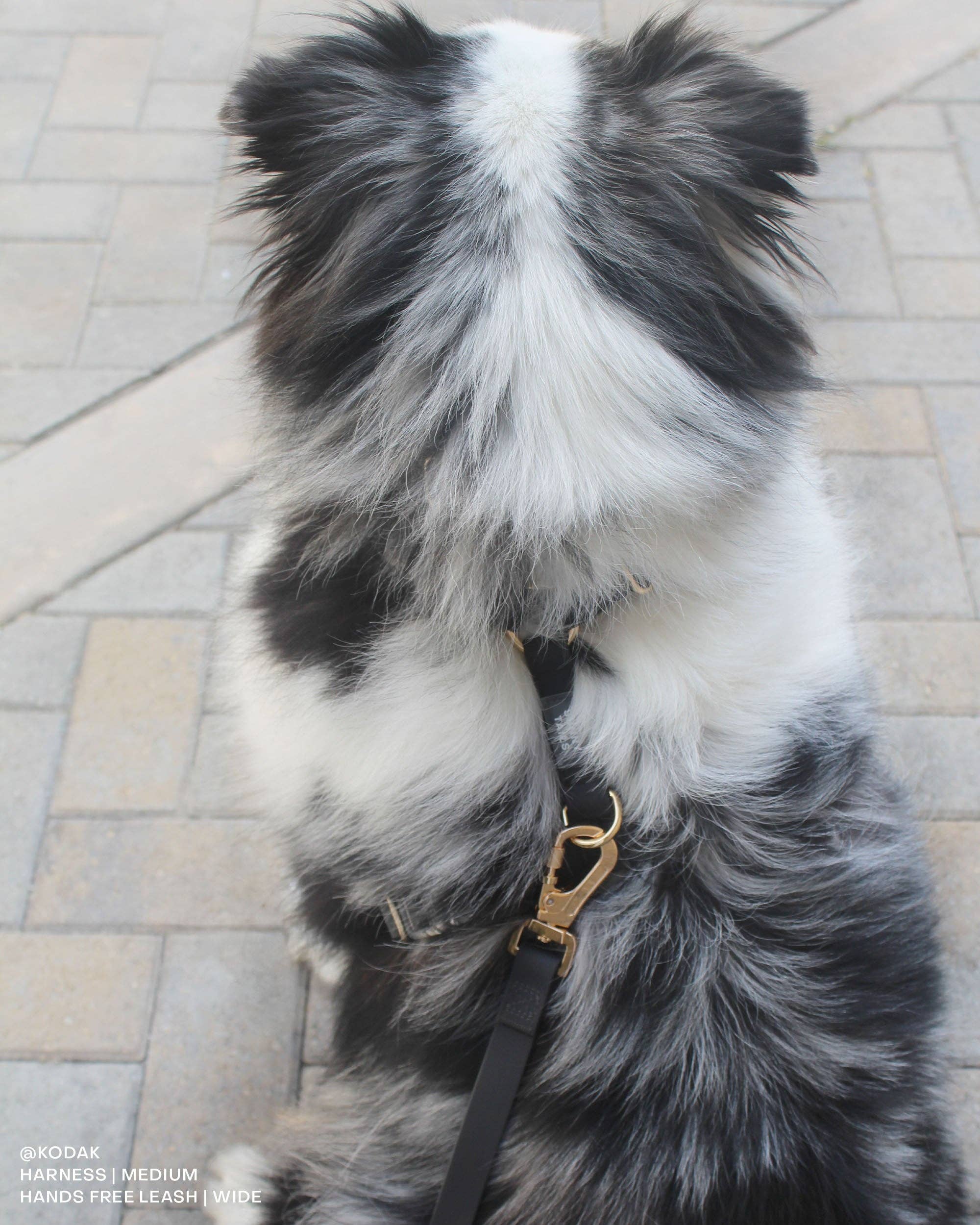 SUNNY TAILS - Venta al por mayor Arnés - Perros - Arnés para perro Ember Black Cloud Lite9