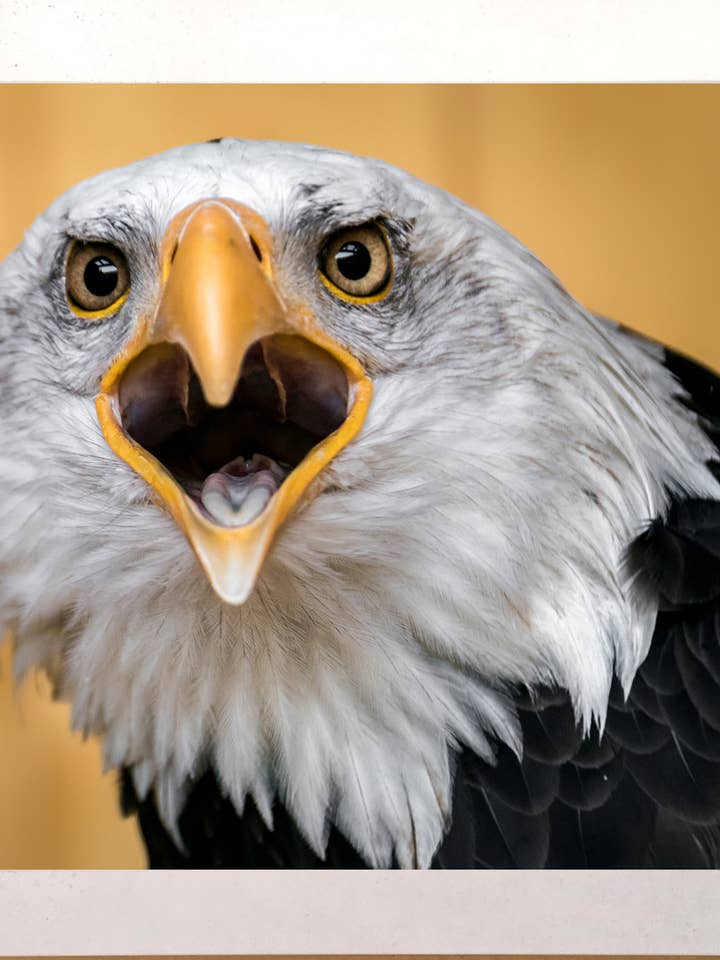 Bald Eagle Photo for wholesale by The Brightener Group