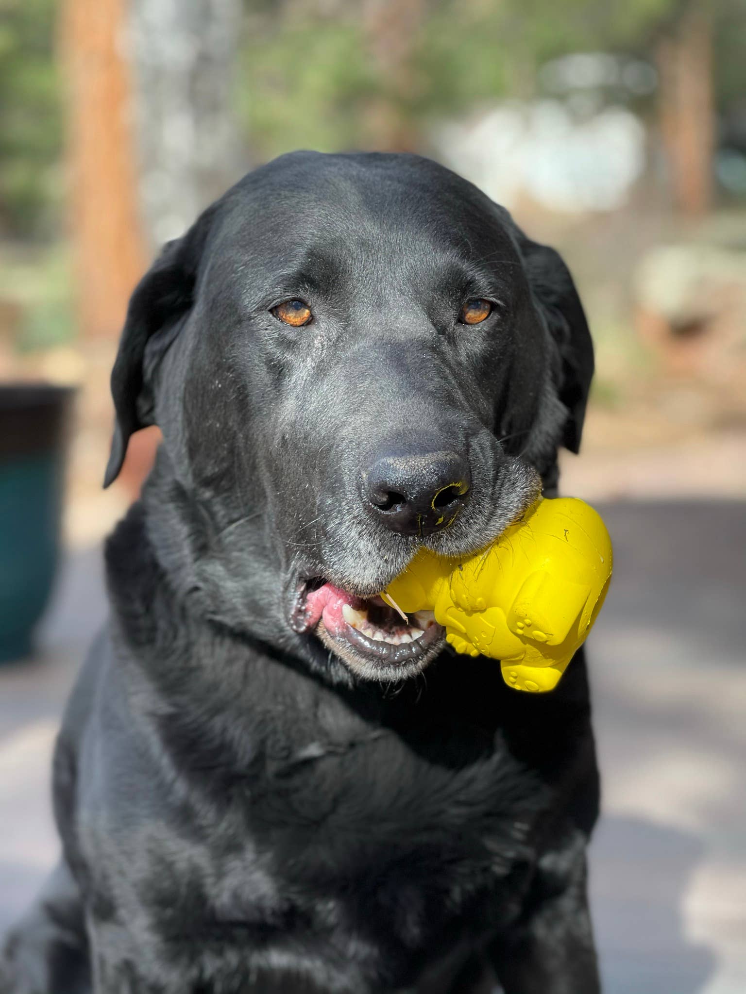 SodaPup Dog Toys - Wholesale Pet Chew Toy - Dog - Honey Bear Treat Dispenser7