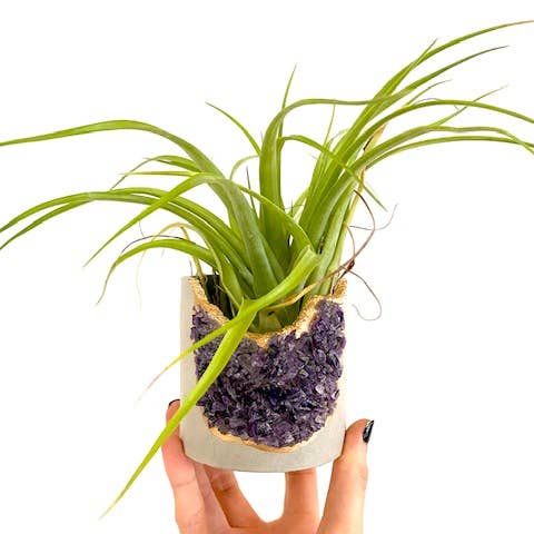 Plant One On Me Designs - Wholesale Plant Pot - Large Geode Planter with Air Plant - Mixed Crystal - Vessel
