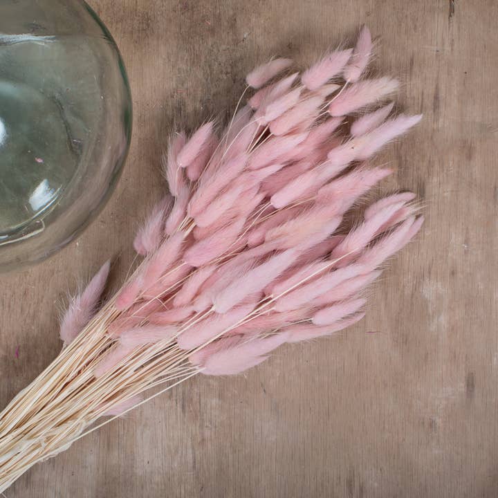 pampas studio uk - Wholesale Dried/Pressed Flowers - Bunny Tails Baby Pink