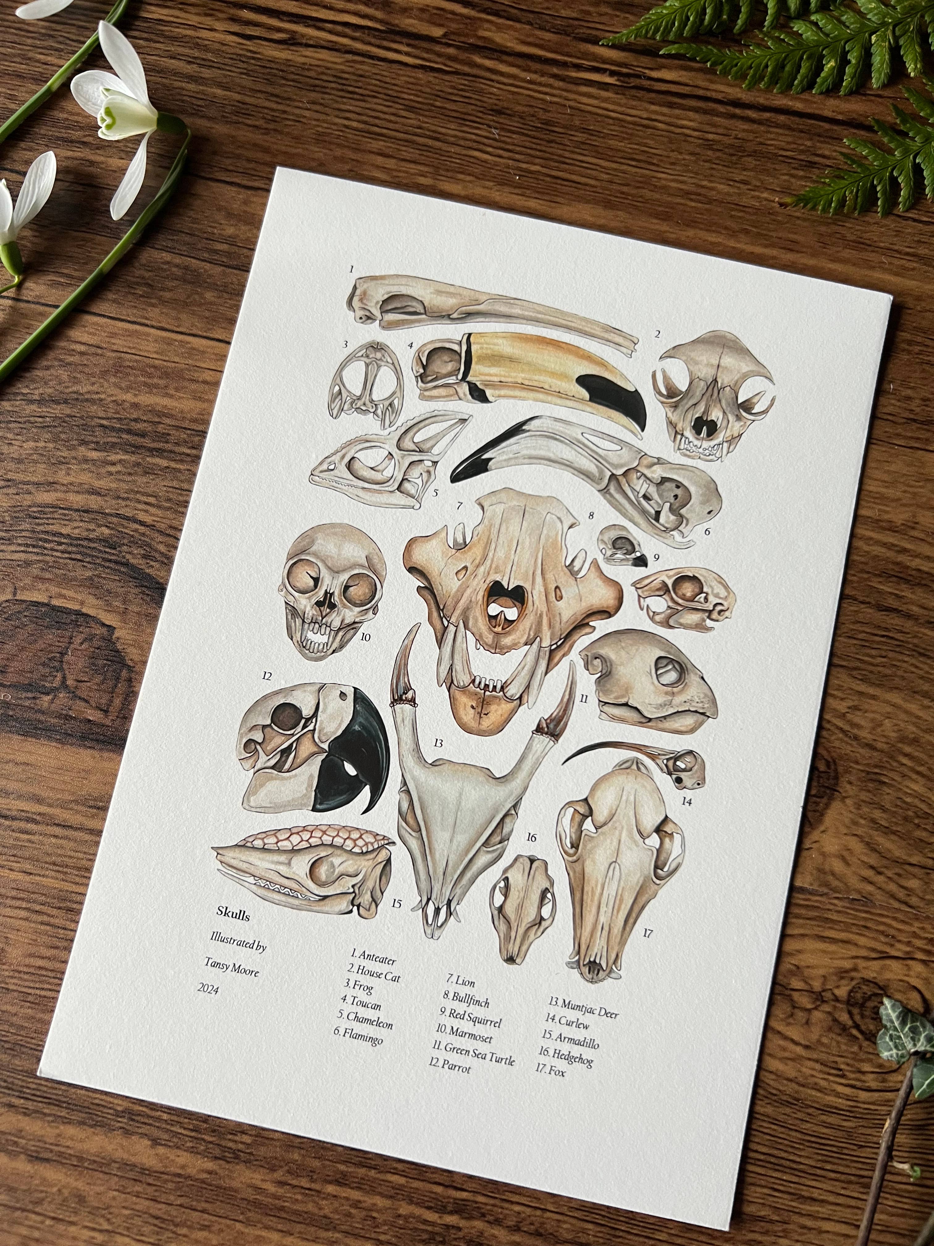 Tansy Moore - Wholesale Art Print - Skulls, Fine Art Print  2