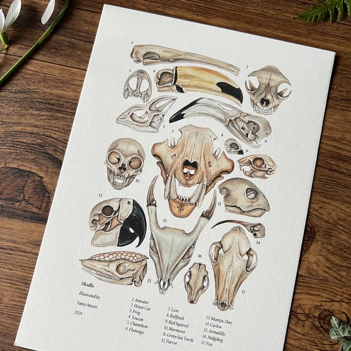 Tansy Moore - Wholesale Art Print - Skulls, Fine Art Print 2
