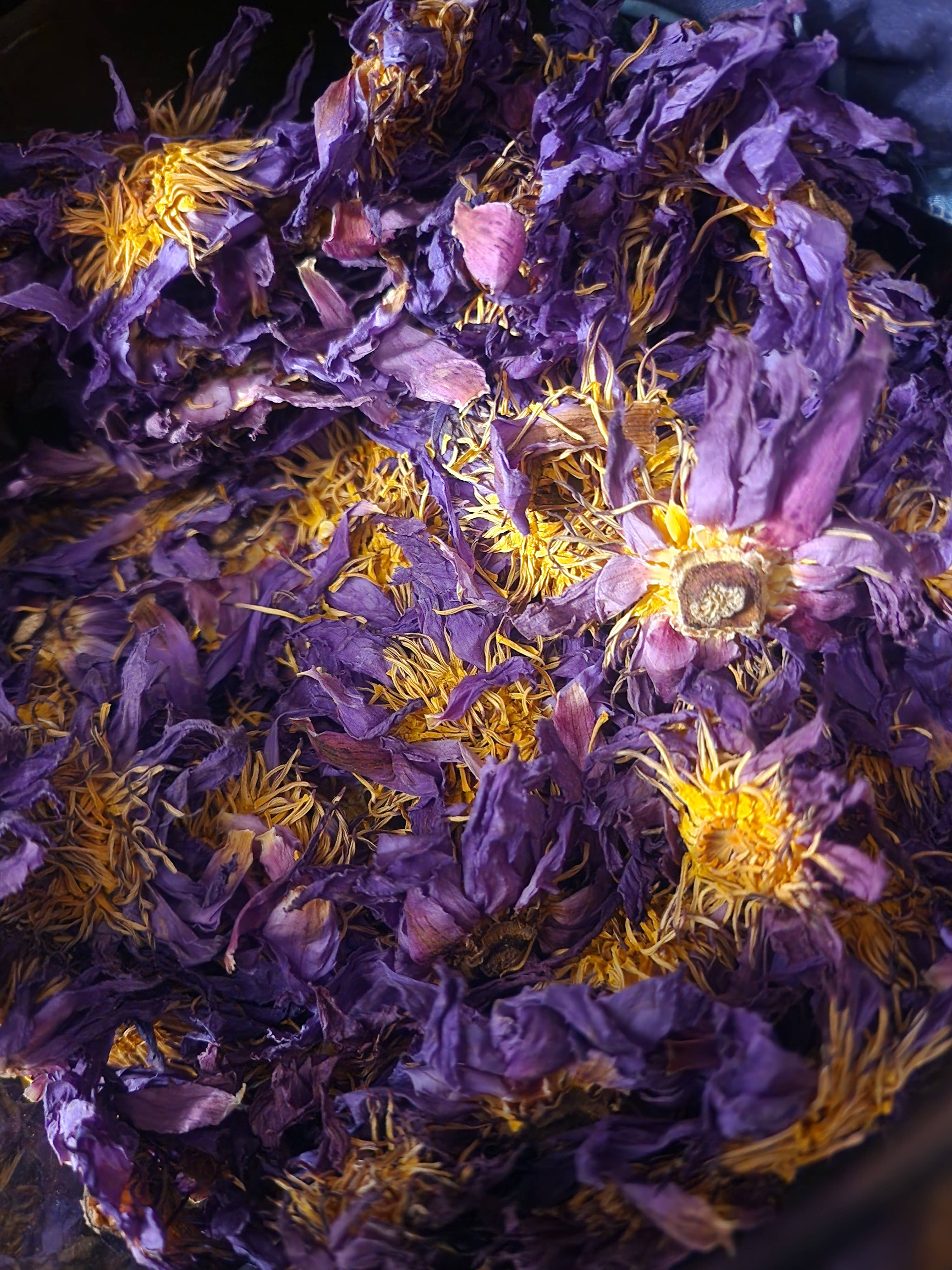 Wolf Moon Apothecary Tx - Wholesale Bath/Body Oil - Blue Lotus Beauty Sleep | Magnesium | Advanced Sleep Support6