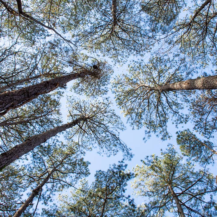 Pine Trees | Skyward photograph, signed and matted for wholesale by Wren