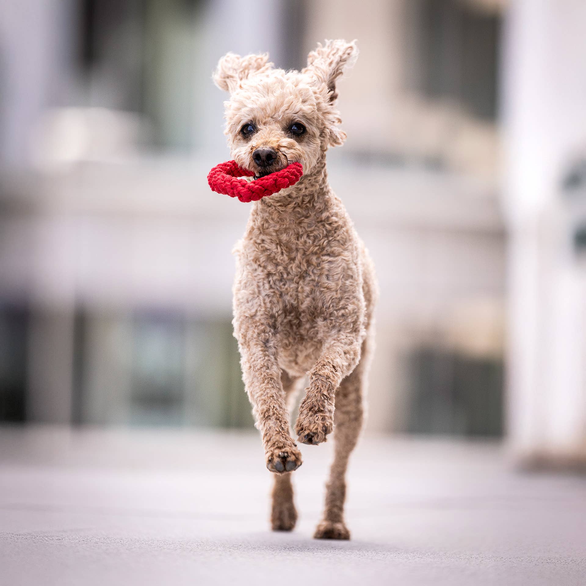 LABONI - Volentis GmbH - Vente Jouet en corde – chien - HERTHA HEART – Amour à mâcher17