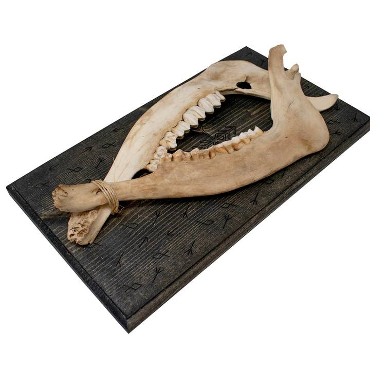 protection de la maison bindrune double mâchoire d'élan cintre pour la vente par Oreamnos Oddities