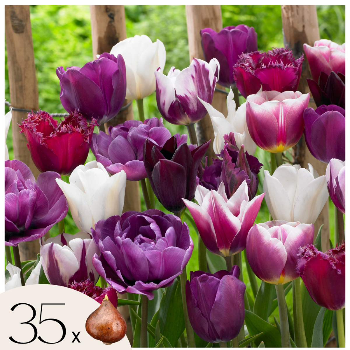 Oasis of Life - Wholesale Live Plant - Tulip bulbs 35 pieces – Tulipa Blueberry – Purple-Violet Garden Tulips – Flower bulbs for beds, balconies & pots – Spring bloomers – Hardy tulips with intense flower color0