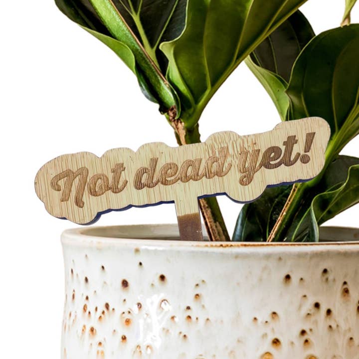 Bambus Premium Pfahl Schild - Noch nicht tot! für den Großhandel von Floratrel