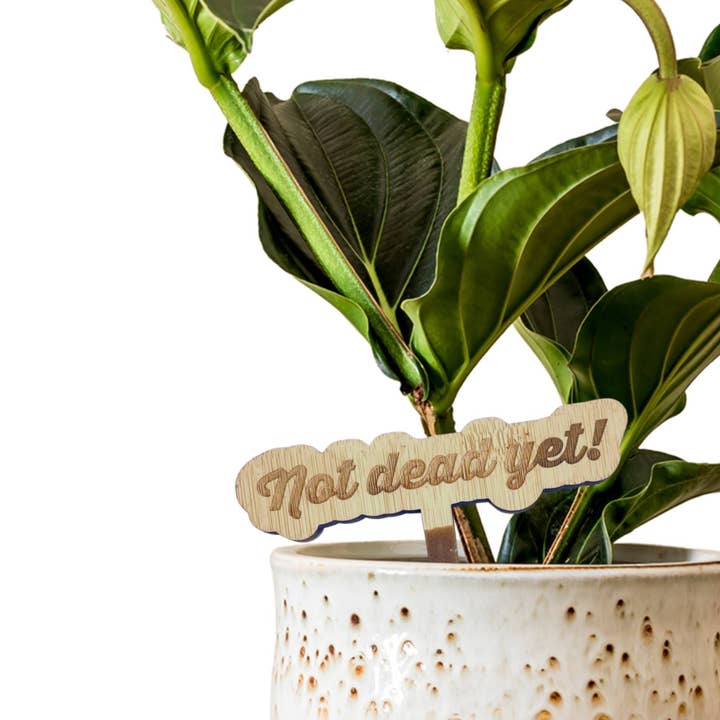 Bamboo Premium Stake Sign - Not Dead Yet! for wholesale by Floratrel