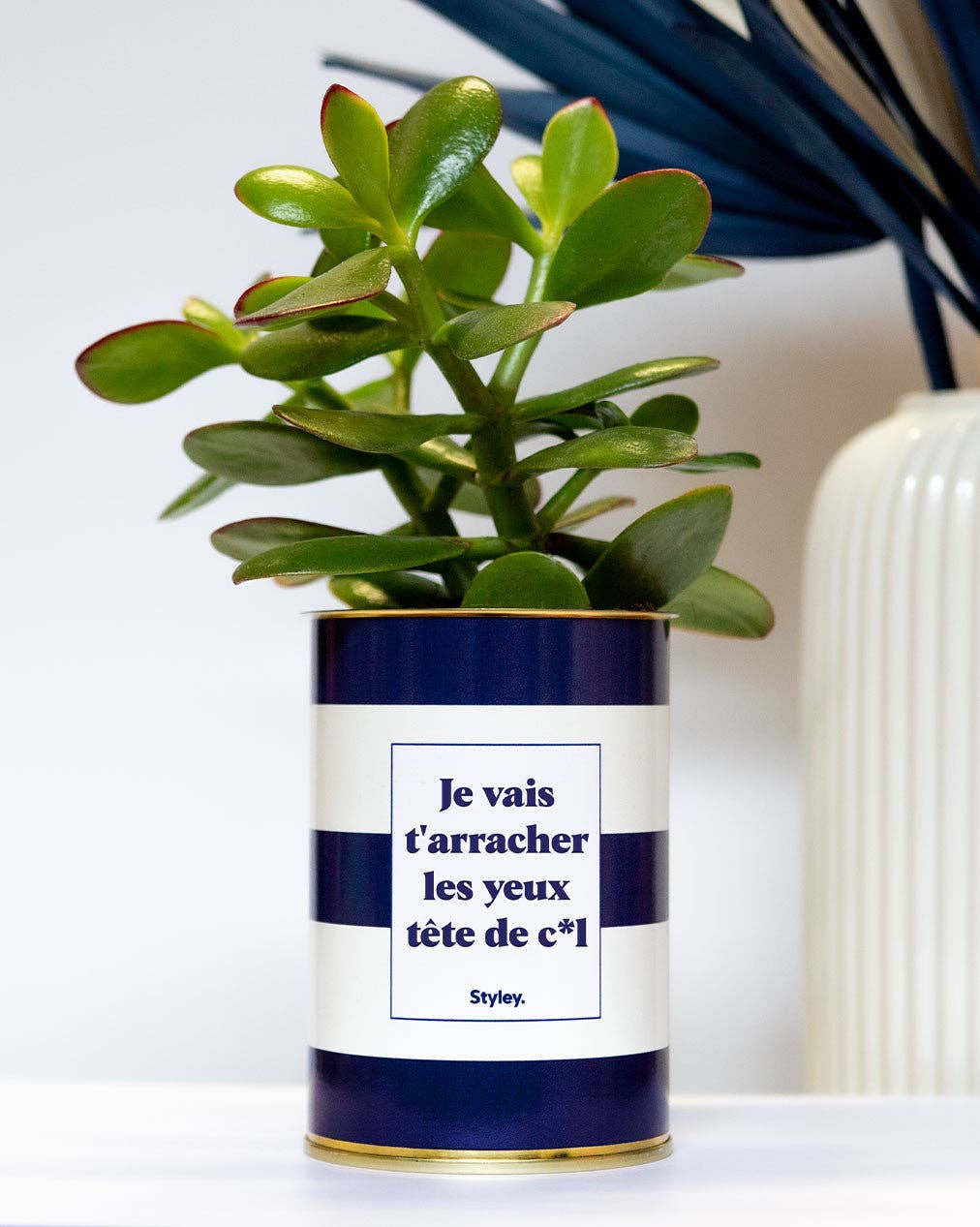 Styley - Wholesale Succulent - Je Vais T'arracher Les Yeux Tête De Cul - Cactus0