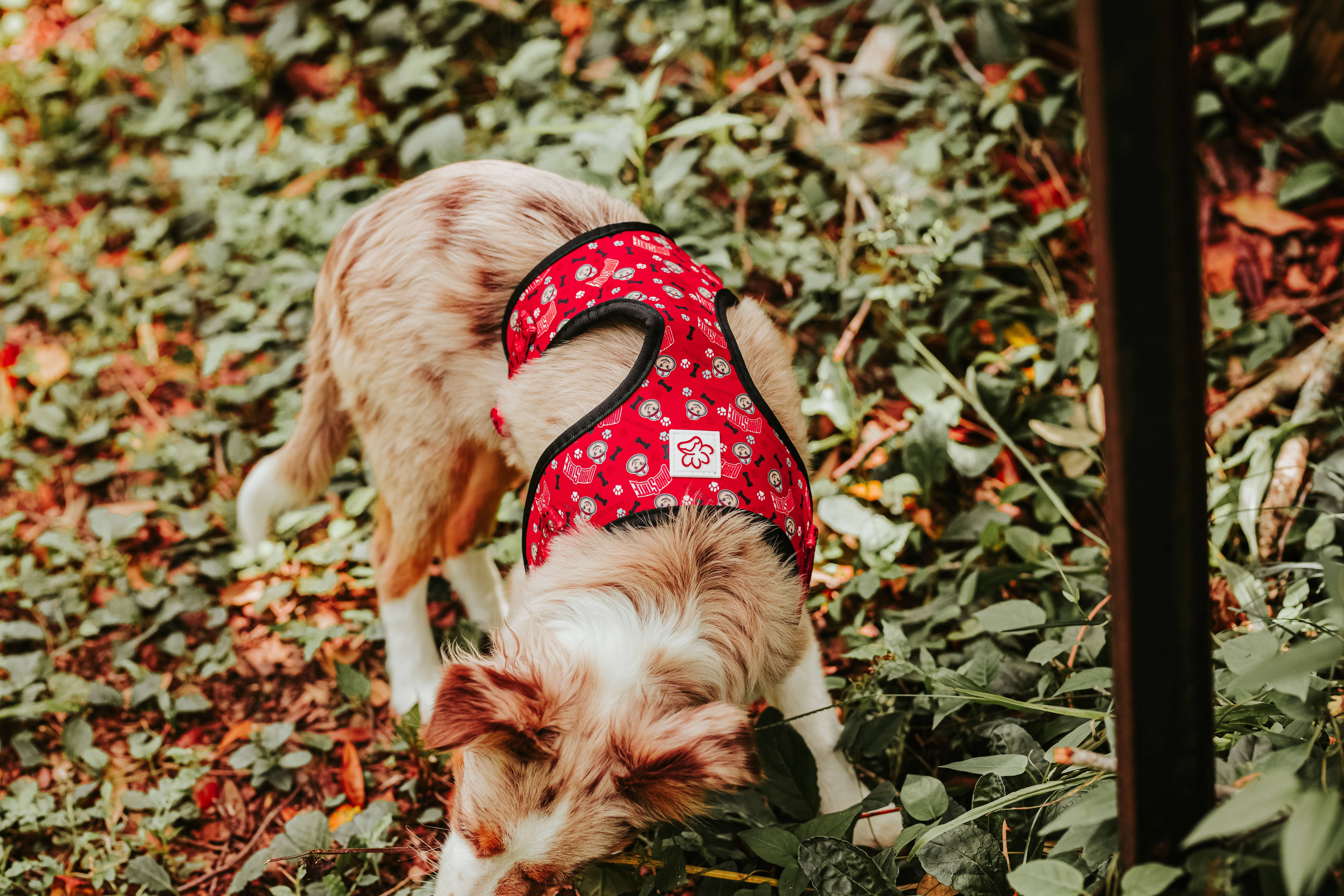 Top Rocks Doggie Wear - Wholesale Pet Harness - Dog - Ohio State Brutus Buckeye Dog Harness2